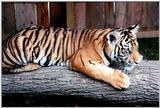tiger cub