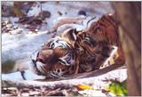 tiger cubs