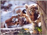 tiger cubs