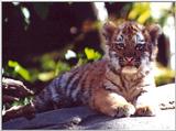 tiger cubs