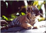 tiger cubs