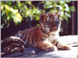 tiger cubs