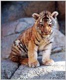 tiger cubs