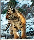tiger cubs