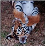 tiger cub