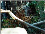 tiger cubs
