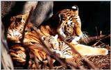 tiger cubs