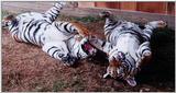 tiger cubs playing