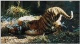 tiger cubs