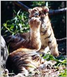 tiger cubs