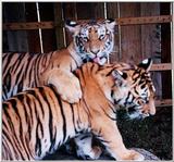 tiger cubs