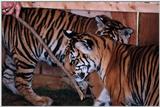 tiger cubs