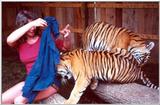 tiger cubs and me