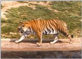 Tiger pacing