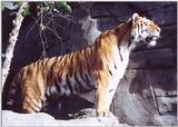 It's a beautiful morning (tiger)