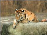 Tiger climbing exercise, next one - 