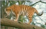 Haven't posted anything for a while... here's Mommy Tiger, doing what