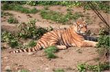Rescan/repost - Hagenbeck Zoo - Another shot of Little Lady Tiger