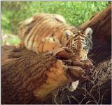 Preparing a little tiger attack - Siberian Tiger cub in Hannover Zoo