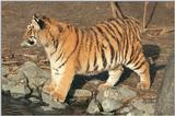 Seconds before that beautiful fur became all mud and dirt :-) Hagenbeck