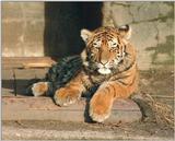 Dirty pics, anyone? This Hagenbeck Zoo tiger kid shows it all :-)