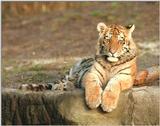 Golden eyes are watching you - another tiger cub in Hagenbeck Zoo