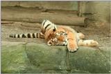 A little grainy but this had to be scanned :-) Another tiger nap inHagenbeck Zoo