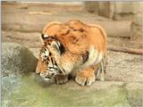 Another purrfect wallpaper - little tiger, Hagenbeck Zoo, 1024x768