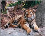 tiger cub 1