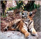 tiger cub 4
