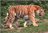 Hagenbeck Zoo tigers - posted earlier but rescanned with Nikon Coolscan
