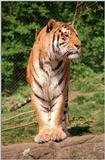 *New* scan of Daddy Tiger in Hagenbeck Zoo - rethink your definition of sweetness :-)