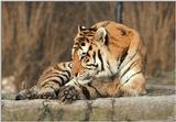 Who wanted a full body shot? Daddy Tiger showing it all