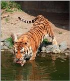 Hagenbeck Zoo tigers again - Daddy taking a bath and a drink, simultaneously :-)