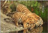 Happiness is a pond with water and fish in it - Mommy tiger and the kids