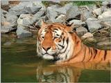 Hagenbeck Zoo tigers again - What a sweet head shot! - Daddy relaxing in the pool
