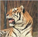 Mr. Irresistible again - Daddy Tiger of Hagenbeck Zoo - just as sweet as