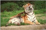 What came after the fly attack - Daddy Tiger feeling itchy :-)