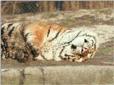 Super sweet wallpaper - Daddy Tiger again - don't rotate, it's right