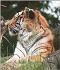 A Tiger for you was: Re: a Tiger named Tom