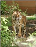 Tuan the Sumatran Tiger, next one - he looks sooo sweet in this portrait :-)