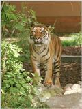 As promised, next one - Tuan the Sumatran tiger, still looking sweet