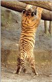 Are back side pics on topic here? :-) Little tiger doing the bigstrrretch