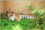 Still not out of Siberian tiger pics- Siberian doing the rug thing - and my WWW page updated