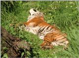 More Wilhelma Zoo pictures - the 20 year old Sumatran tigress doing the rug thing