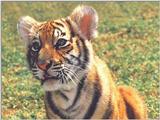 Tiger Cub 4 Dreamworld Australia 1/1 jpg