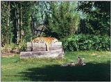 Tigers of Dreamworld Australia  2/7 jpg