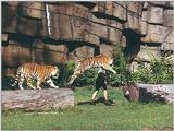 Tigers of Dreamworld Australia  6/7 jpg
