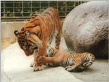 Sweet little Batu the Heidelberg Zoo Sumatran tiger cub - Pulling Dad's leg is fun :-)
