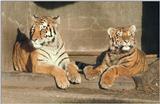 Hagenbeck Zoo rule of thumb: The smaller the cat, the bigger the paws